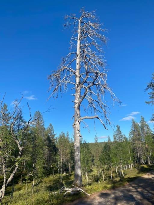 Seitapolku 12 Villa Saariselkä Exteriör bild