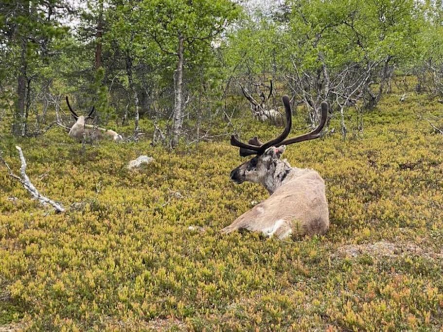 Seitapolku 12 Villa Saariselkä Exteriör bild